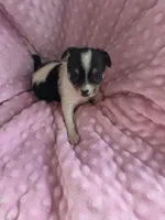 Tinkerbell, a female Chihuahua for sale in Greeneville, TN – 4 of 6