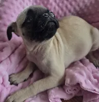 Tumbleweed, a female Pug for sale in Greeneville, TN – 3 of 3