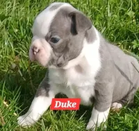 Duke, a male Boston Terrier for sale in Greeneville, TN – Photo 2 of 2