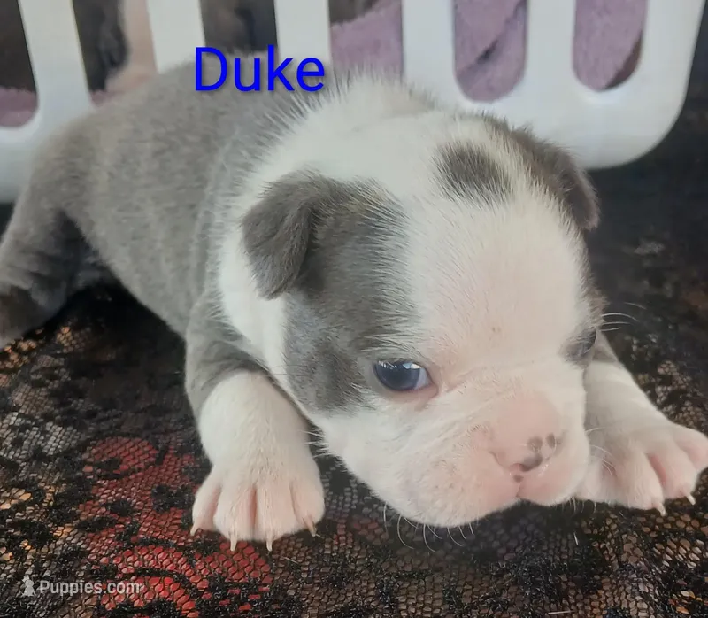 Duke – Boston Terrier puppy for sale in Greeneville, TN