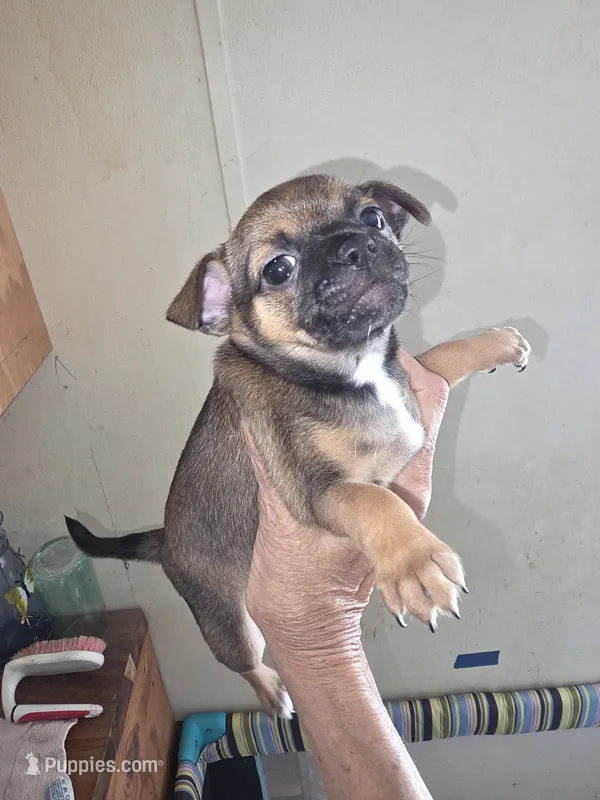 Sweetpea – Chihuahua puppy for sale in Greeneville, TN