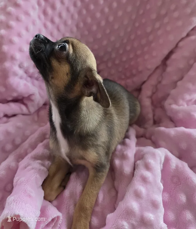 Sweetpea – Chihuahua puppy for sale in Greeneville, TN