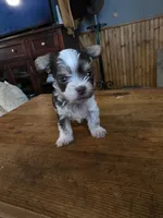 Hades, a male Yorkshire Terrier for sale in Greeneville, TN – 2 of 4