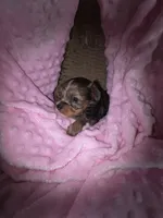 Female 1, a female Yorkshire Terrier for sale in Greeneville, TN – 2 of 4