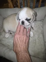 Fawn panda male, a male Pug for sale in Greeneville, TN – 4 of 4