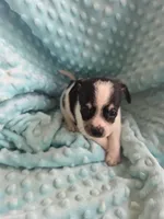 Tank, a male Chihuahua for sale in Greeneville, TN – 6 of 6