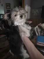 Callie, a female Yorkshire Terrier for sale in Greeneville, TN – 3 of 4