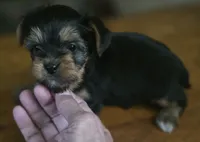 Susie , a female Yorkshire Terrier for sale in Greeneville, TN – 2 of 4