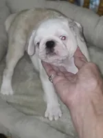 KOI FEMALE, a female Pug for sale in Greeneville, TN – 2 of 4