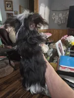 Callie, a female Yorkshire Terrier for sale in Greeneville, TN – 4 of 4