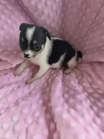 Tinkerbell, a female Chihuahua for sale in Greeneville, TN – 6 of 6