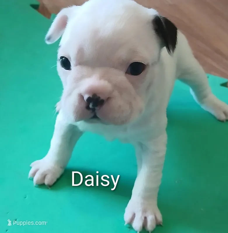 Daisy  – Boston Terrier puppy for sale in Greeneville, TN