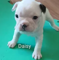 Daisy , a female Boston Terrier for sale in Greeneville, TN – Photo 1 of 2