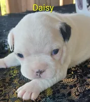Daisy , a female Boston Terrier for sale in Greeneville, TN – Photo 2 of 2