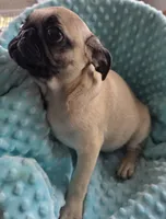 Tad Pole, a male Pug for sale in Greeneville, TN – 2 of 6