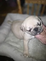 Merle female , a female Pug for sale in Greeneville, TN – 1 of 5