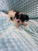 Scotty, a male Yorkshire Terrier for sale in Greeneville, TN – 4 of 4