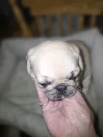 Merle female , a female Pug for sale in Greeneville, TN – 2 of 5