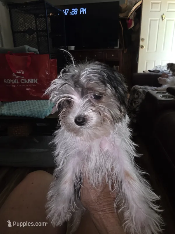 Breezy – Yorkshire Terrier puppy for sale in Greeneville, TN