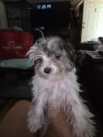 Breezy, a female Yorkshire Terrier for sale in Greeneville, TN – 1 of 4
