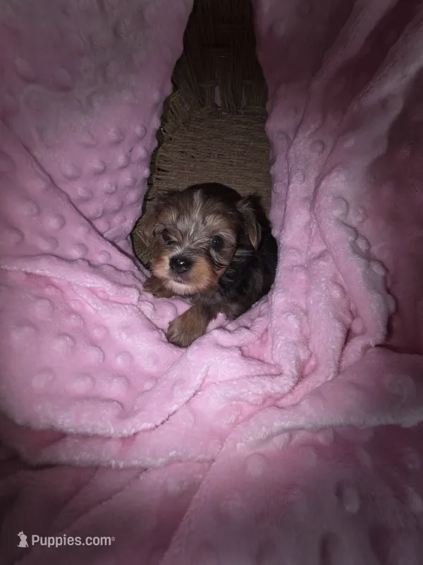 Female 1 – Yorkshire Terrier puppy for sale in Greeneville, TN