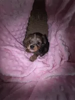 Female 1, a female Yorkshire Terrier for sale in Greeneville, TN – 1 of 4