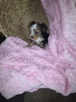 Female 2, a female Yorkshire Terrier for sale in Greeneville, TN – 5 of 5