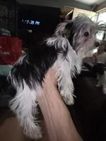 Breezy, a female Yorkshire Terrier for sale in Greeneville, TN – 2 of 4