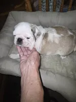 KOI MALE , a male Pug for sale in Greeneville, TN – 4 of 4