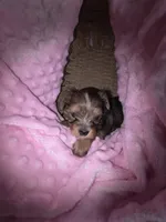 Female 1, a female Yorkshire Terrier for sale in Greeneville, TN – 4 of 4
