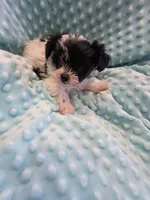 Scotty, a male Yorkshire Terrier for sale in Greeneville, TN – 2 of 4