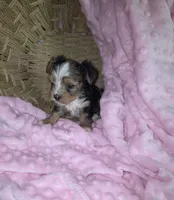 Female 2, a female Yorkshire Terrier for sale in Greeneville, TN – 3 of 5