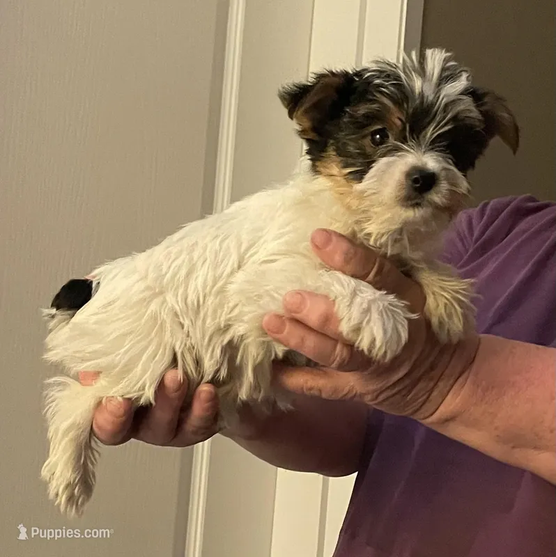 Samantha , a female Yorkshire Terrier for sale in Greeneville, TN – Photo 1 of 1