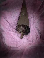 Female 1, a female Yorkshire Terrier for sale in Greeneville, TN – 3 of 4