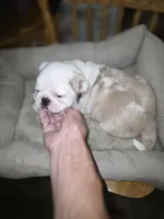 KOI FEMALE, a female Pug for sale in Greeneville, TN – 4 of 4