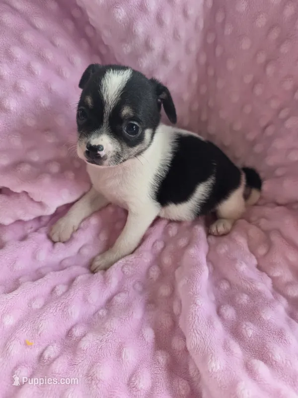 Tinkerbell – Chihuahua puppy for sale in Greeneville, TN