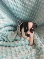 Tank, a male Chihuahua for sale in Greeneville, TN – 3 of 6