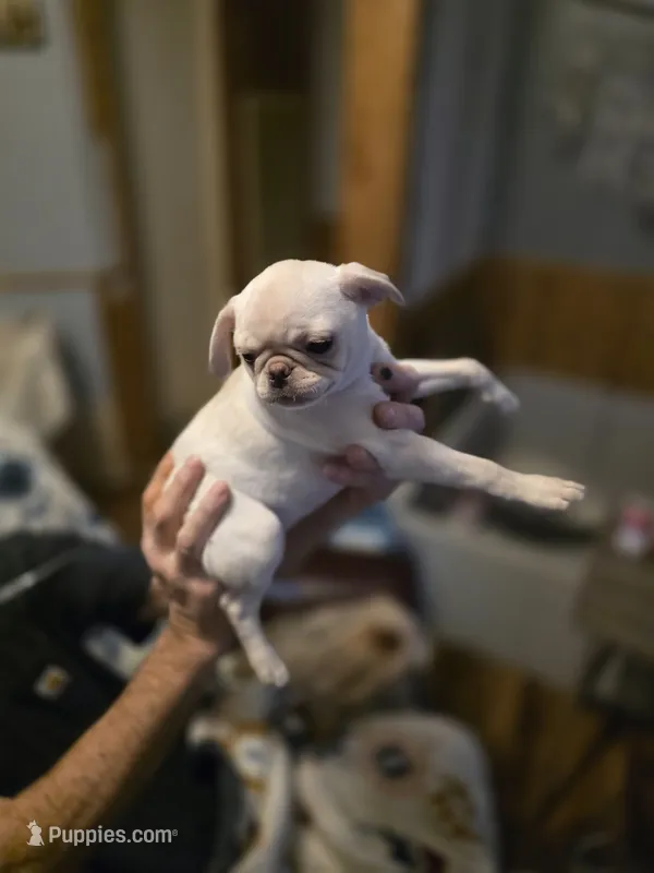 Monica – Pug puppy for sale in Greeneville, TN