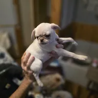 Monica, a female Pug for sale in Greeneville, TN – Photo 1 of 3