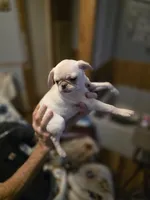 processed/ab76b7f0-8ee9-4145-9769-0c68c6c4f9c3/listing/9b68090a-debc-4f6e-a2a0-c533aa4e6f32/3f491e9c-8c1f-42dd-9c85-d7d0869b4141