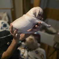 Monica, a female Pug for sale in Greeneville, TN – Photo 3 of 3