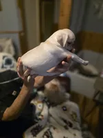 processed/ab76b7f0-8ee9-4145-9769-0c68c6c4f9c3/listing/9b68090a-debc-4f6e-a2a0-c533aa4e6f32/639bafbf-bd6d-4fb8-93fe-516ca3e98fd7