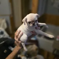 Monica, a female Pug for sale in Greeneville, TN – Photo 2 of 3