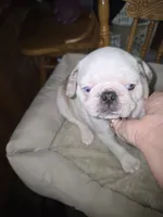 KOI MALE , a male Pug for sale in Greeneville, TN – 3 of 4