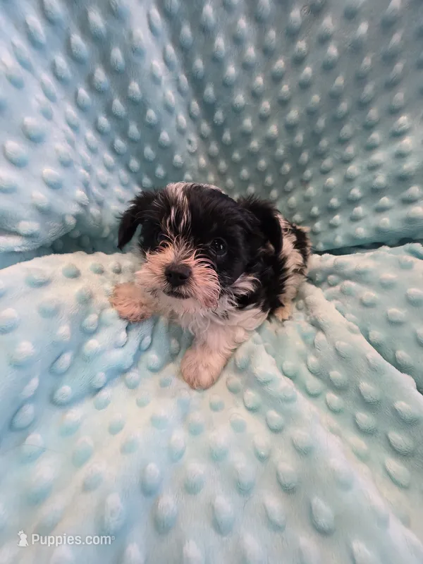 Scotty – Yorkshire Terrier puppy for sale in Greeneville, TN
