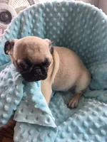 Tad Pole, a male Pug for sale in Greeneville, TN – 6 of 6