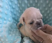 Casper, a male Pug for sale in Greeneville, TN – 7 of 7