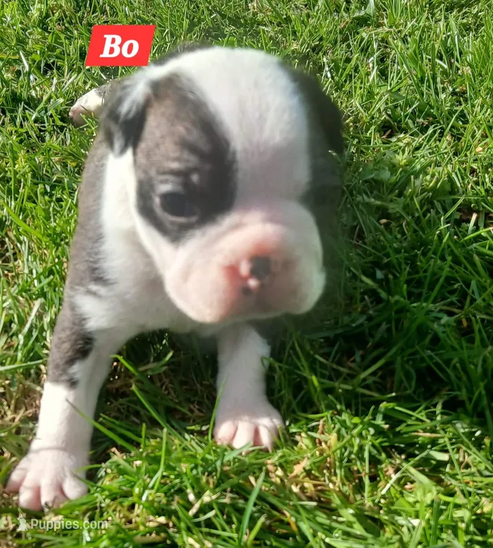 Bo – Boston Terrier puppy for sale in Greeneville, TN