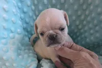 Casper, a male Pug for sale in Greeneville, TN – 1 of 7