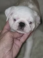 KOI FEMALE, a female Pug for sale in Greeneville, TN – 3 of 4